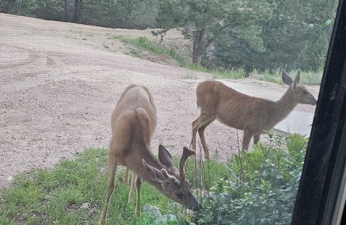 Canon City House | Camping in the Pines, Peaceful Secluded Getaway near Canon City, CO