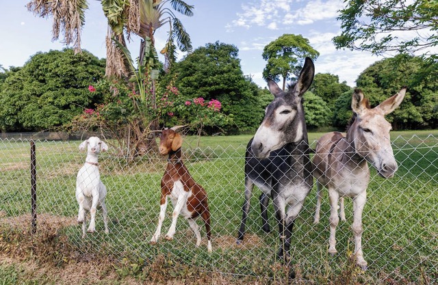 Holiday with Donkeys at the charming Oak Beach Donkey Inn