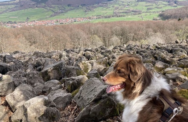 Ziegler Modern retreat