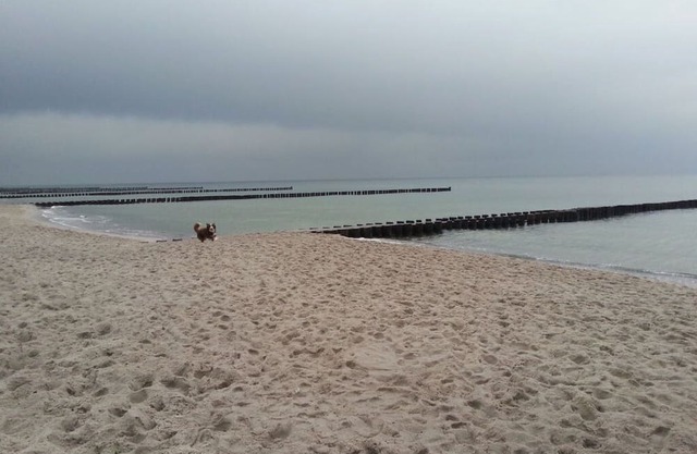 Holiday apartment "SeeTiger"