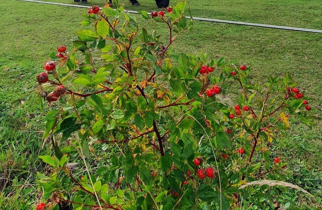 Ferienglück am Schiffshebewerk